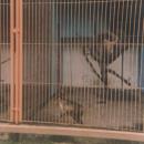 (PL) Polska - Warmia - Ogród zoologiczny w Braniewie - Zoo Braniewo - małpy - ape (1994) - panoramio