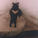 (PL) Polska - Warmia - Ogród zoologiczny w Braniewie - Zoo Braniewo - niedźwiedź - bear (1994) - panoramio